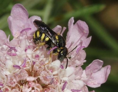 Anthidiellum sp.