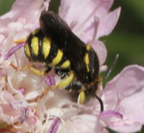 Anthidiellum sp.