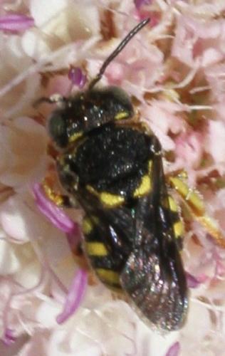 Anthidiellum sp.