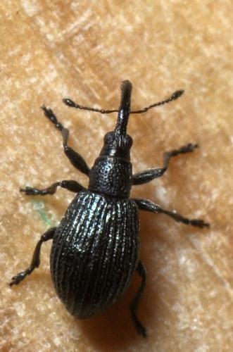 Réf. 112 287 : Ischnopterapion virens