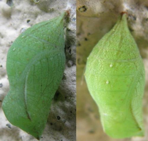 Pararge aegeria