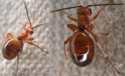 Réf. 112 645 : Biorhiza pallida