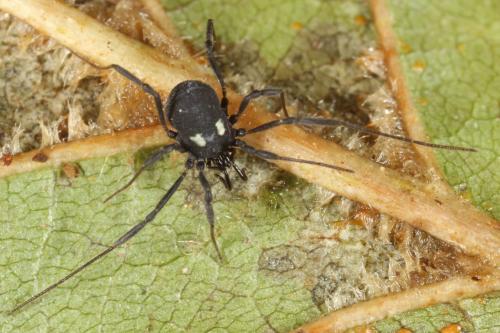 Nemastoma lugubre