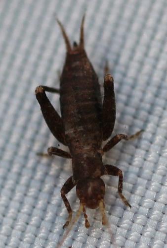 Arachnocephalus vestitus