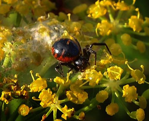 Réf. 112 668 : Synema globosum