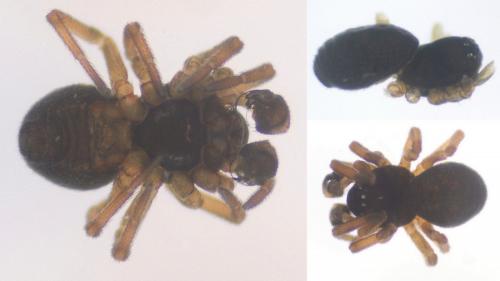 Silometopus ambiguus