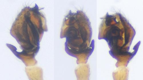 Parapelecopsis nemoralioides