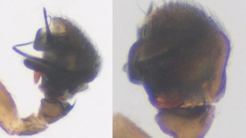Réf. 112 194 : Silometopus ambiguus