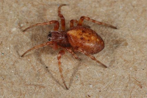Réf. 112 698 : Cercidia prominens