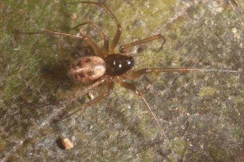 Tenuiphantes sp.
