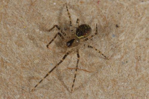 Platnickina tincta