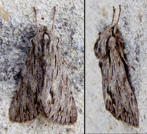 Réf. 112 087 : Asteroscopus sphinx