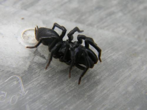 Atypus sp.