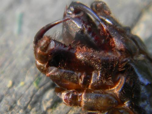 Atypus sp.