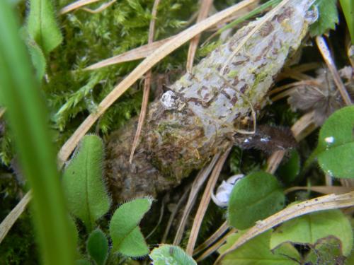 Atypus sp.