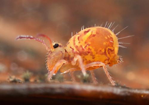 Dicyrtomina sp.