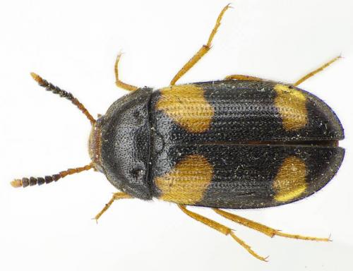 Mycetophagus quadripustulatus