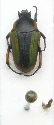 Leucocelis decellei