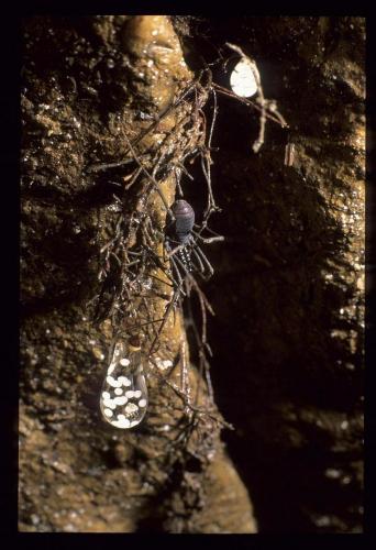 Ischyropsalis sp.