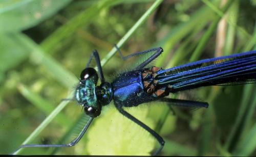 Calopteryx splendens