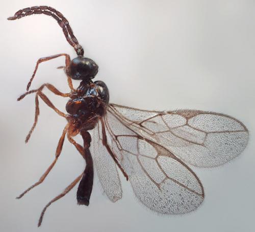 Ephedrus sp.