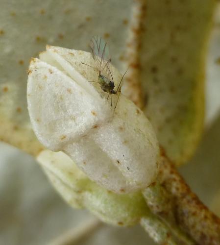 Capitophorus elaeagni