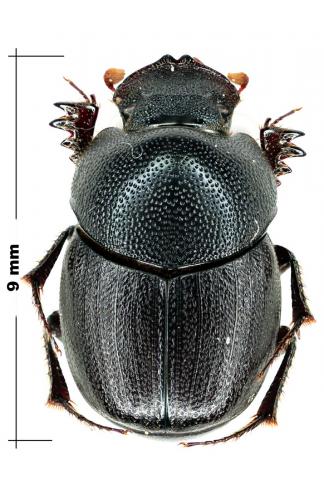 Caccobius anthracites
