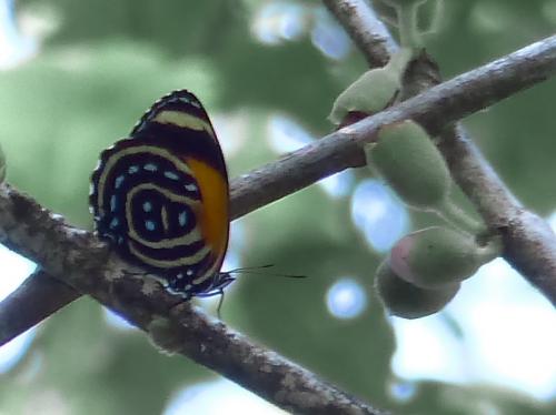 Callicore cynosura