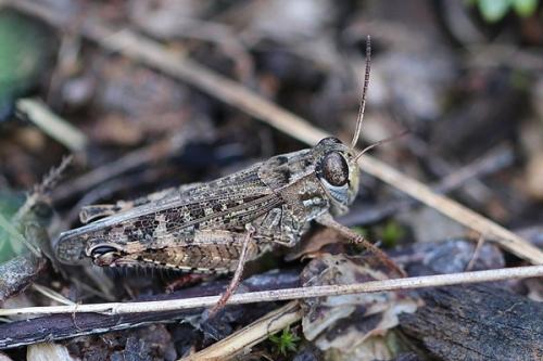 Calliptamus sp.