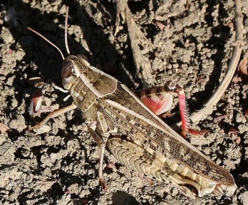 Calliptamus sp.
