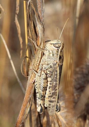 Calliptamus sp.