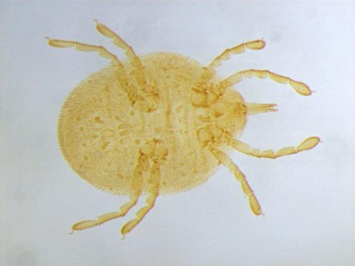 Calyptostoma velutinus