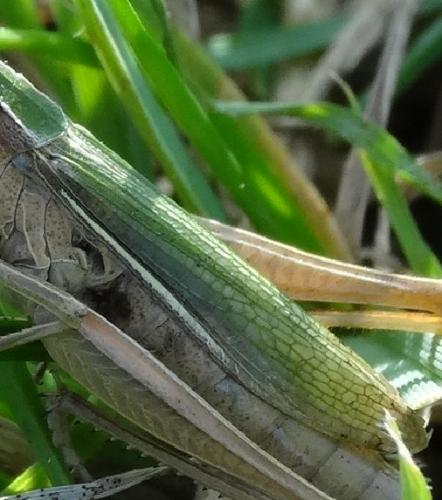 Chorthippus albomarginatus albomarginatus