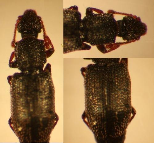 Monotoma sp.
