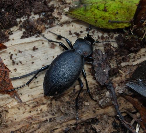 Réf. 112 677 : Carabus coriaceus