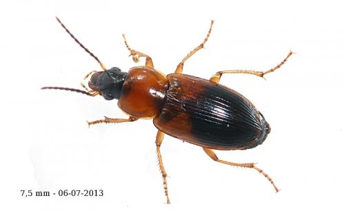 Réf. 112 086 : Stenolophus teutonus