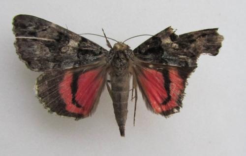 Catocala coniuncta