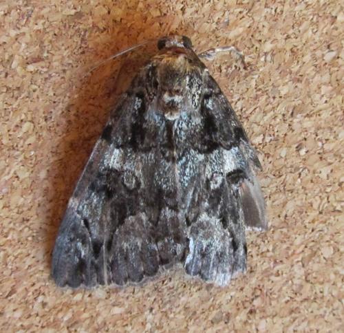 Catocala coniuncta