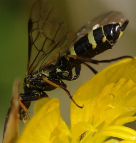 Réf. 112 242 : Cephinae inconnu