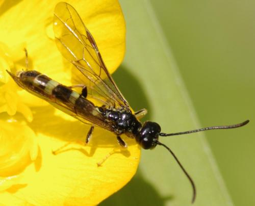 Cephus sp.