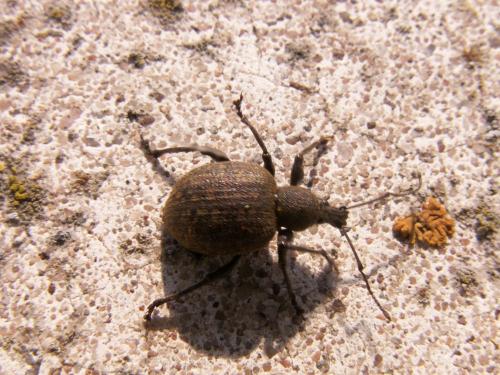 Réf. 112 403 : Otiorhynchus pseudonothus
