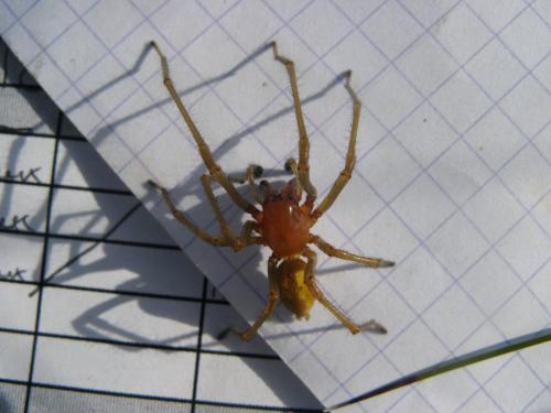 Réf. 112 243 : Cheiracanthium punctorium