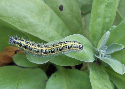 Pieris brassicae