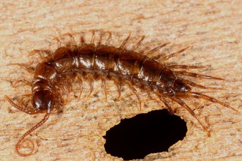 Lithobius sp.