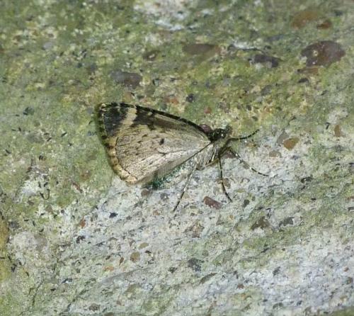 Chloroclysta siterata