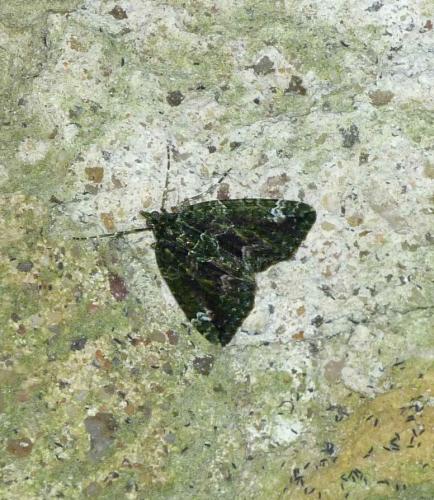 Réf. 112 681 : Chloroclysta siterata