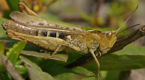 Réf. 112 630 : Chorthippus sp.