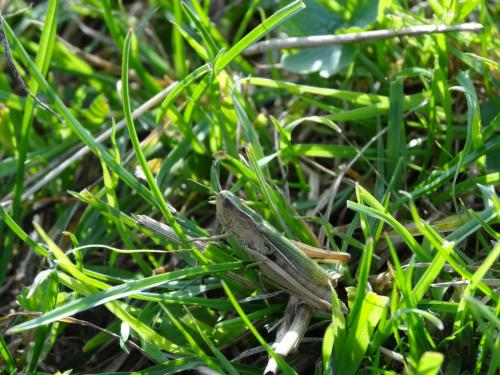 Chorthippus albomarginatus albomarginatus