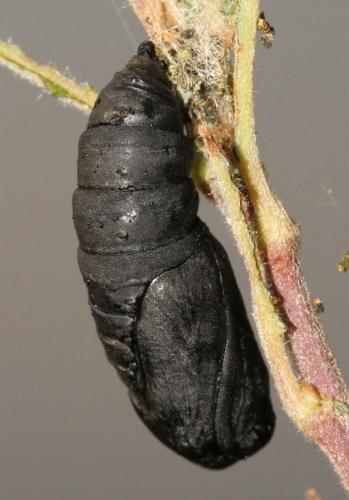Réf. 112 716 : Scoliopteryx libatrix