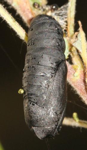 Scoliopteryx libatrix